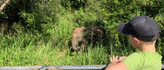 Ein Elefant nähert sich einem Kind im Jeep im Minneriya Nationalpark – Sri Lanka mit Kindern