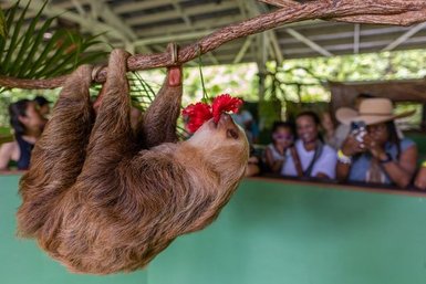 Ein Faultier hängt kopfüber an einem Ast und genießt eine leuchtend rote Blüte in einer tropischen Umgebung.