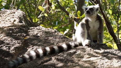 Katta Lemur auf Stein - Madagaskar Family & Teens