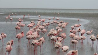 Im Wasser stehende Flamingos - Namibia mit Jugendlichen