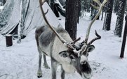 Rentier im Schnee - Finnland Winterurlaub mit Kindern