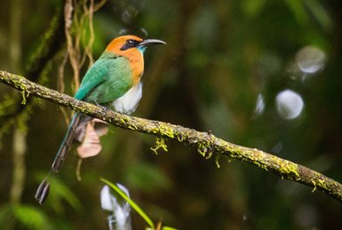 Bunter Motmot sitzt auf einem Ast in La Quinta de Sarapiquí – Costa Rica Familienreise