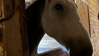 Ein Pferd schaut neugierig aus seiner Box, umgeben von warmem Holz und sanftem Licht, das die Szene beleuchtet.