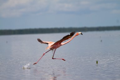 Ein rosa Flamingo läuft über die Wasseroberfläche, während er seine Flügel ausbreitet und spritzendes Wasser hinterlässt.