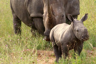 Junges Nashorn bleibt dicht an seiner Mutter in einem südafrikanischen Wildreservat – Südafrika mit Kindern