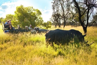 Spitzmaulnashorn entdeckt bei einer Safari in einem südafrikanischen Nationalpark – Südafrika mit Kindern