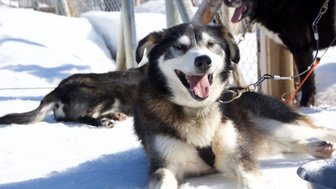 Ein fröhlicher Hund liegt im Schnee, während ein anderer Hund im Hintergrund entspannt steht und die Sonne genießt.