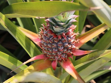 Reife Ananas wächst inmitten einer tropischen Pflanzenlandschaft – Thailand mit Kindern