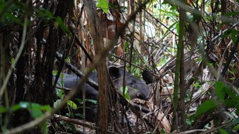 Tapir entdeckt im dichten Grün des Corcovado-Nationalparks – Costa Rica Familienreise