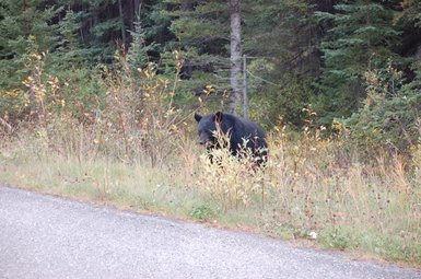Ein schwarzer Bär steht in hohem Gras neben einer Straße, umgeben von Bäumen und herbstlichen Pflanzen.