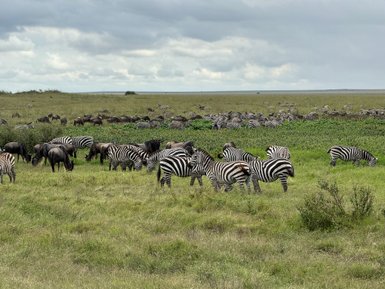 Herde von Zebras in der offenen Savanne des Serengeti-Nationalparks – Tansania Familienreise