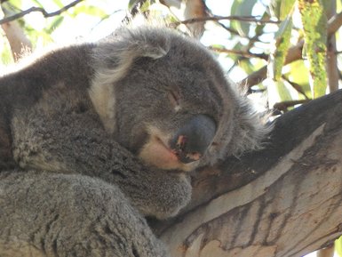 Ein schlafender Koala kuschelt sich an einen Baumstamm, während Sonnenstrahlen sanft durch die Blätter scheinen.