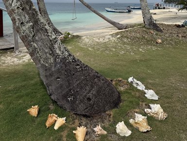 Ein schattiger Strand mit einem sich neigenden Palmbaum und einer Hängematte, umgeben von bunten Muscheln im Gras.