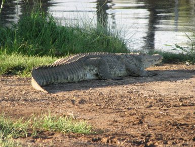 Ein Krokodil liegt entspannt am Ufer eines Gewässers, umgeben von grünem Gras und reflektierendem Wasser.