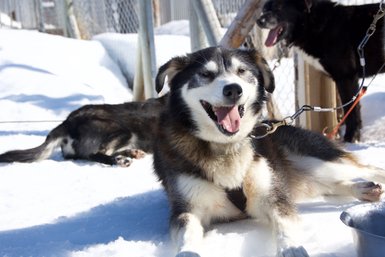 Ein fröhlicher Hund liegt im Schnee, während ein anderer Hund im Hintergrund entspannt steht und die Sonne genießt.