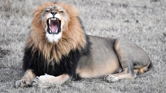 Mächtiger Löwe lässt ein markantes Brüllen in der weiten Savanne Südafrikas hören – Südafrika mit Kindern