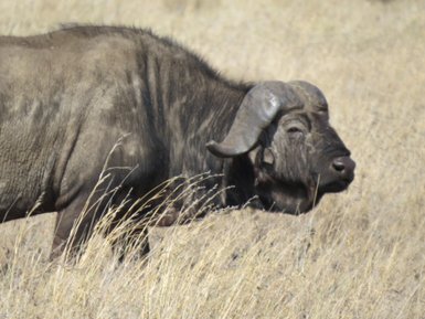 Detaillierte Nahaufnahme eines Büffels in der Savanne – Tansania Familienreise