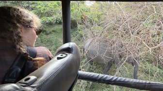 Eine Frau mit Sonnenbrille beobachtet aufmerksam ein Elefantenbaby, das durch das dichte Grün neben dem Geländewagen wandert.