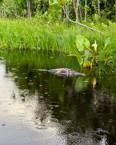 Ein Krokodil schwimmt ruhig im Wasser, umgeben von üppigem Grün und großen Blättern, während es leicht regnet.