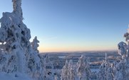 Tannen in Winterlandschaft - Finnland Winter Familienreise