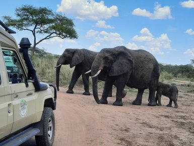 Elefanteneltern mit ihrem Jungtier auf dem Weg im Serengeti-Nationalpark – Tansania Reise mit Kindern
