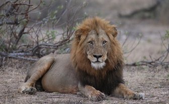Ein Löwe sitzt in der trockenen Savanne des Kruger Nationalparks – Südafrika Reise mit Kindern