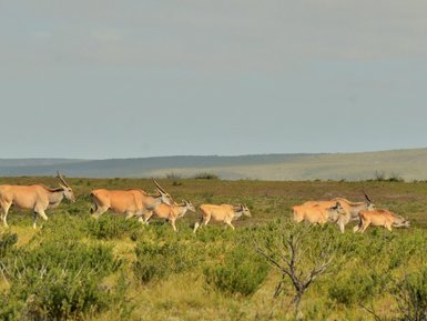 Verschiedene Antilopen im The Hoop Nature Reserve – Südafrika Familienreise