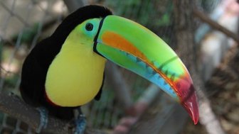 Farbenprächtiger Tukan mit markantem Schnabel – Costa Rica Familienreise