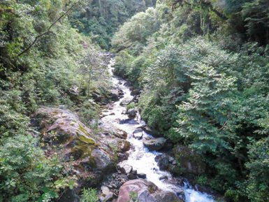 Ein klarer Bach fließt durch eine üppige, grüne Landschaft, umgeben von dichten Bäumen und Felsen.