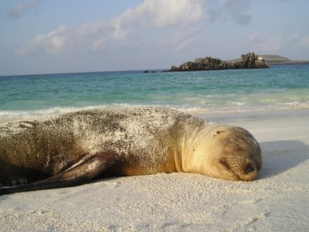 Eine Seelöwin liegt entspannt am Strand, mit Sand auf ihrem Körper und dem Ozean im Hintergrund.