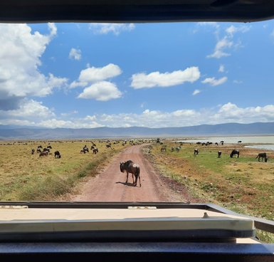 Safari-Jeep passiert einen Gnu, der den Weg im Ngorongoro-Krater kreuzt – Tansania Familienreise