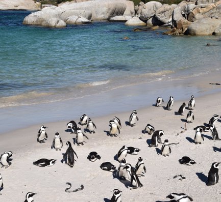 Brillenpinguine entspannen sich am Strand von Boulders Beach – Garden Route Reise mit Kindern