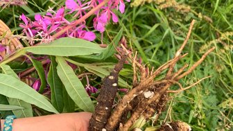 Eine Hand hält eine Sammlung von Wurzeln und Kräutern, umgeben von üppigem, grünem Gras und bunten Blüten.