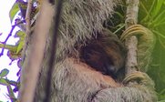 Faultier im Baum - Costa Rica Urlaub mit Kindern