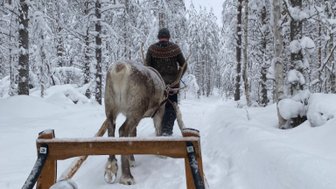 Ein Rentier zieht einen Schlitten durch eine verschneite Waldlandschaft, während die Füße der Passagiere sichtbar sind.
