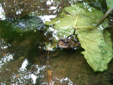 Eine Schildkröte schaut neugierig aus dem Wasser, während sie unter einem großen Blatt versteckt ist.
