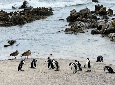 Eine Gruppe von Pinguinen steht am Strand, während im Hintergrund Wellen gegen die Felsen schlagen.