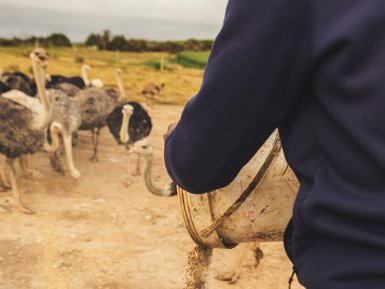 Besucher füttern Strauße auf der Safari Ostrich Farm – Südafrika mit Kindern