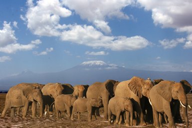 Eine Gruppe von Elefanten steht majestätisch vor dem schneebedeckten Kilimandscharo unter einem strahlend blauen Himmel.