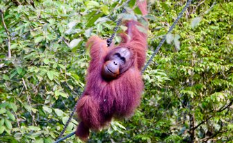 Ein Orang-Utan schwingt sich im Semenggoh Wildlife Center – Malaysia & Borneo Reise mit Kindern