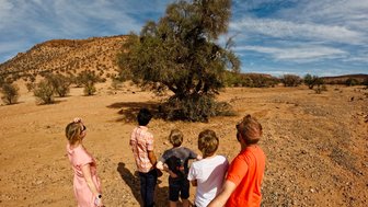 Ziegen klettern auf einen Baum in der Landschaft rund um Taroudant – Familienurlaub in Marokko