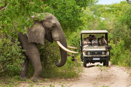 Familie sitzt im Safari-Jeep und entdeckt einen großen Elefanten im Kruger Nationalpark – Südafrika Reise mit Kindern