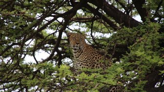 Ein Leopard sitzt majestätisch auf einem Ast, umgeben von dichten, grünen Blättern, und blickt aufmerksam in die Ferne.