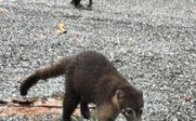 Drei Nasenbären in freier Natur zu sehen - Costa Rica for family individuell - Costa Rica mit Kindern
