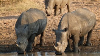 Drei Nashörner trinken gemeinsam an einem Wasserloch in Makutsi – Südafrika mit Kindern