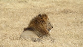 Löwe ruht in der trockenen Savanne Tansanias – Tansania Reise mit Kindern