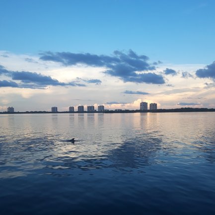Ein ruhiger Wasserblick zeigt einen Delfin, der sanft durch die spiegelnde Oberfläche des Estero Bay schwimmt.