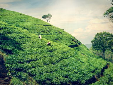 Einheimische bei der Arbeit auf der Teeplantage in Giragama – Sri Lanka Familienreise