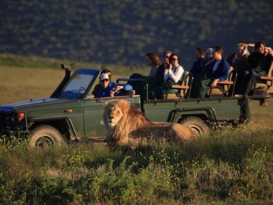 Ein majestätischer Löwe liegt entspannt im Gras, während Touristen in einem Geländewagen ihn beobachten.