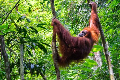 Ein Orang-Utan klettert hoch in den Bäumen des Regenwaldes – Bali mit Kindern